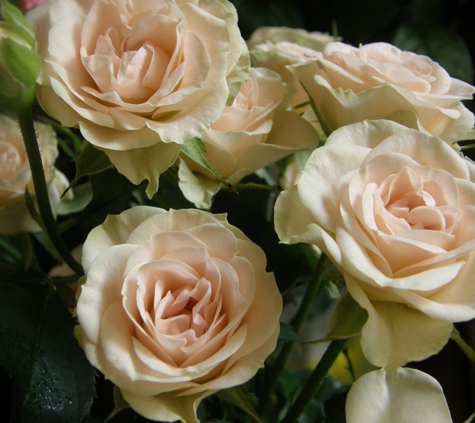 Обои бутоны, розы, букет, buds, roses, bouquet разрешение 3072x2048 Загрузить