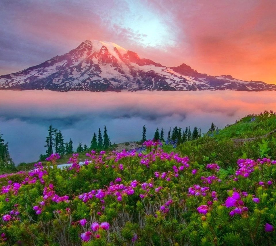 Обои цветы, облака, гора, flowers, clouds, mountain разрешение 1920x1080 Загрузить