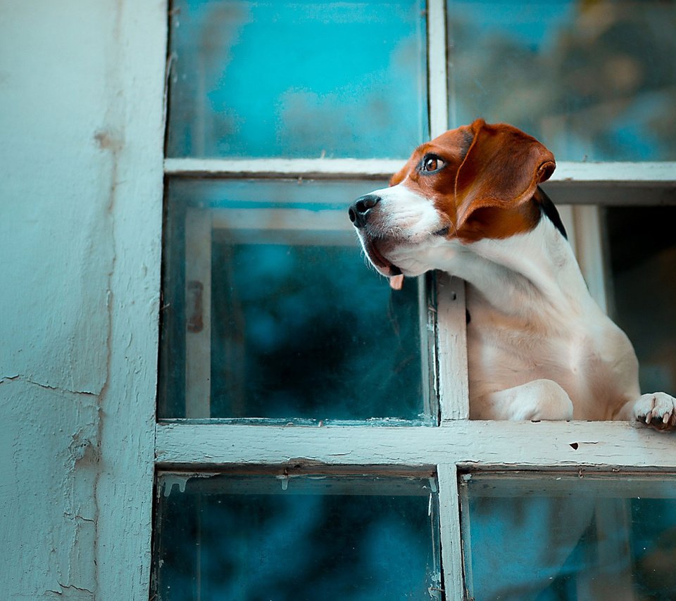 Обои собака, окно, бигль, dog, window, beagle разрешение 1920x1080 Загрузить