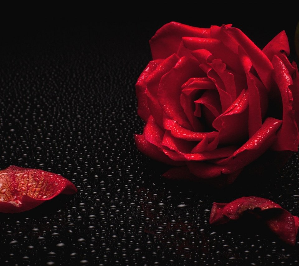 Обои вода, роса, капля, роза, красная роза, капли воды, water, rosa, drop, rose, red rose, water drops разрешение 1920x1080 Загрузить