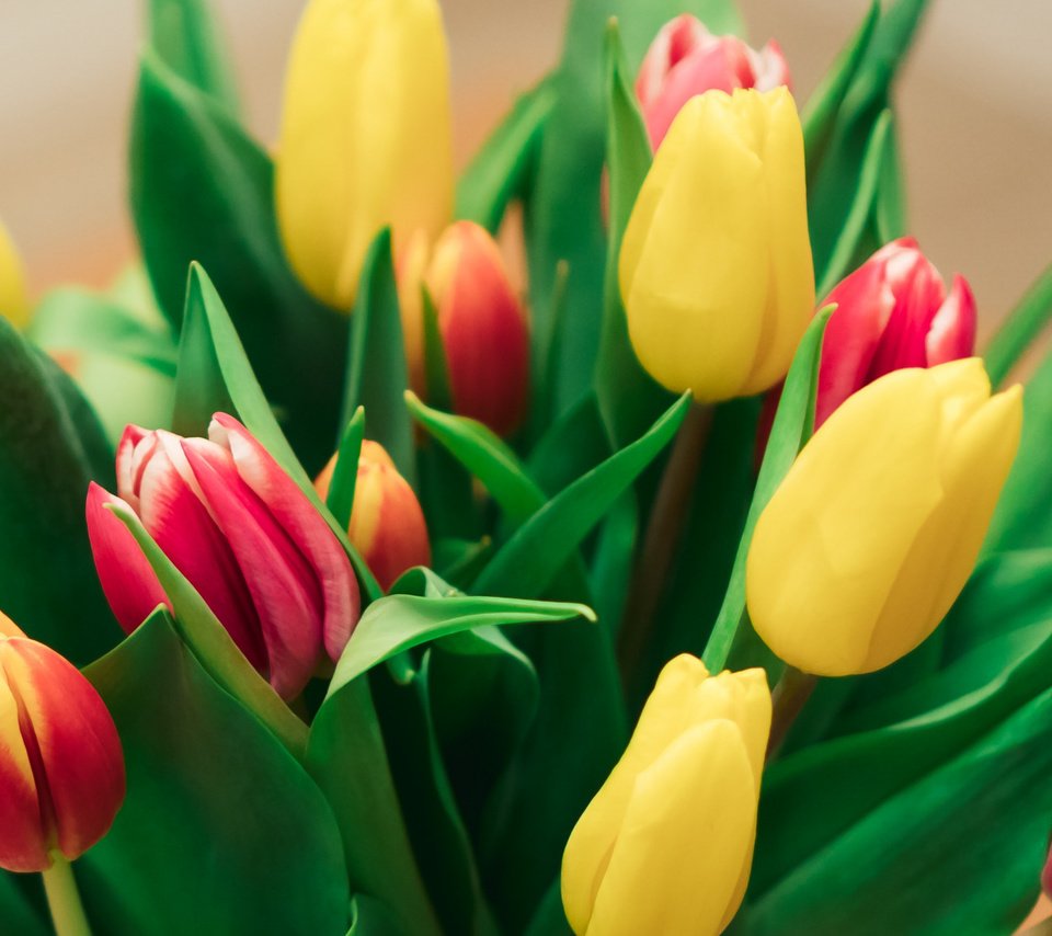 Обои цветы, букет, тюльпаны, красива, flowers, bouquet, tulips, beautiful разрешение 2112x1188 Загрузить