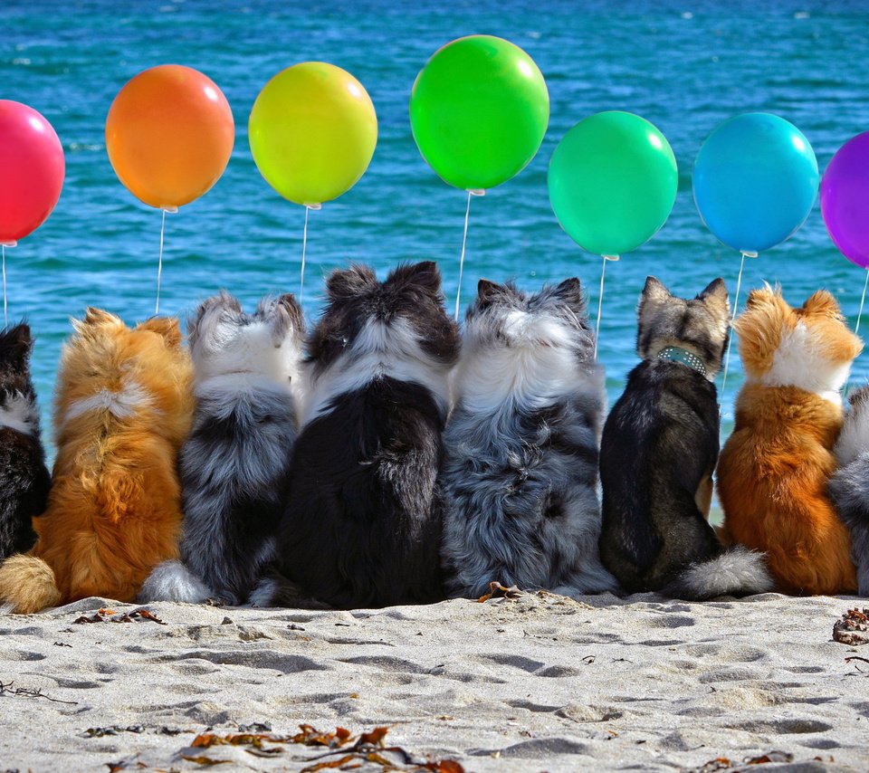 Обои шары, собаки, настроение, море, песок, пляж, разноцветные, шарики, воздушные, компания, company, balls, dogs, mood, sea, sand, beach, colorful, air разрешение 2112x1188 Загрузить