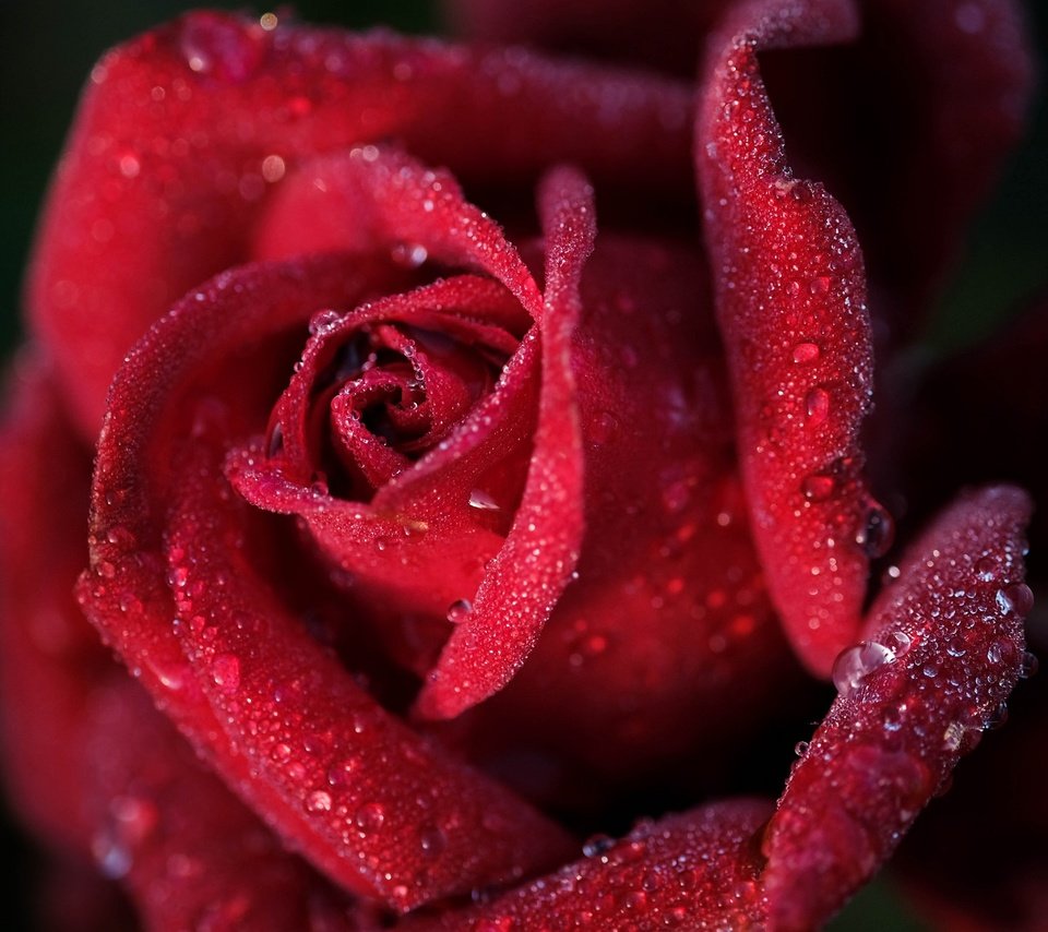 Обои макро, роза, красный, бутон, macro, rose, red, bud разрешение 2048x1280 Загрузить