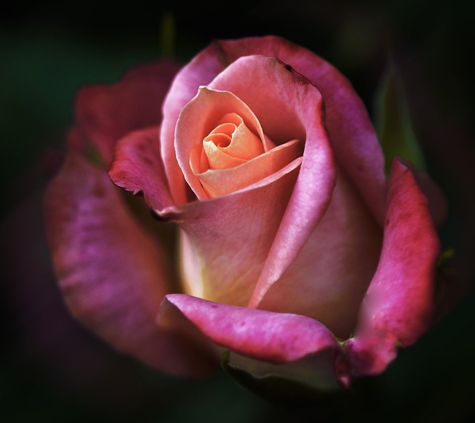 Обои цветение, роза, лепестки, flowering, rose, petals разрешение 1950x1296 Загрузить