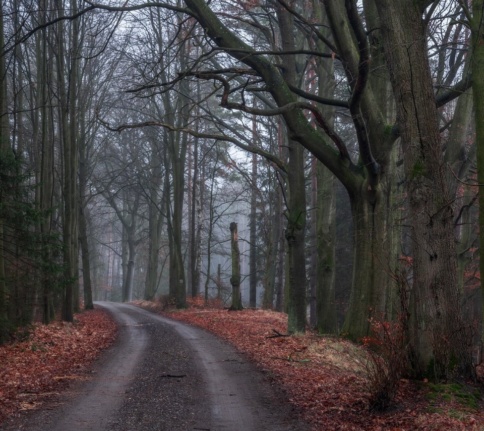 Обои дорога, деревья, природа, лес, листья, осень, road, trees, nature, forest, leaves, autumn разрешение 6000x4000 Загрузить