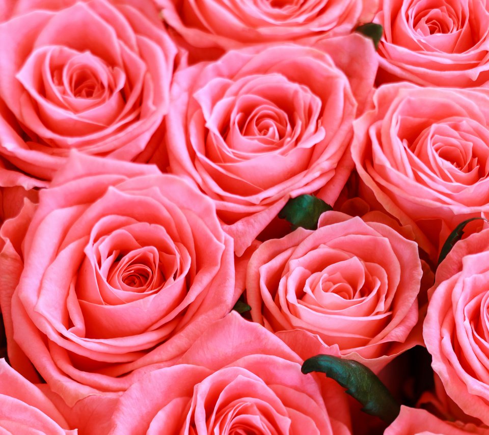 Обои цветы, розы, розовые, flowers, roses, pink разрешение 4461x2722 Загрузить