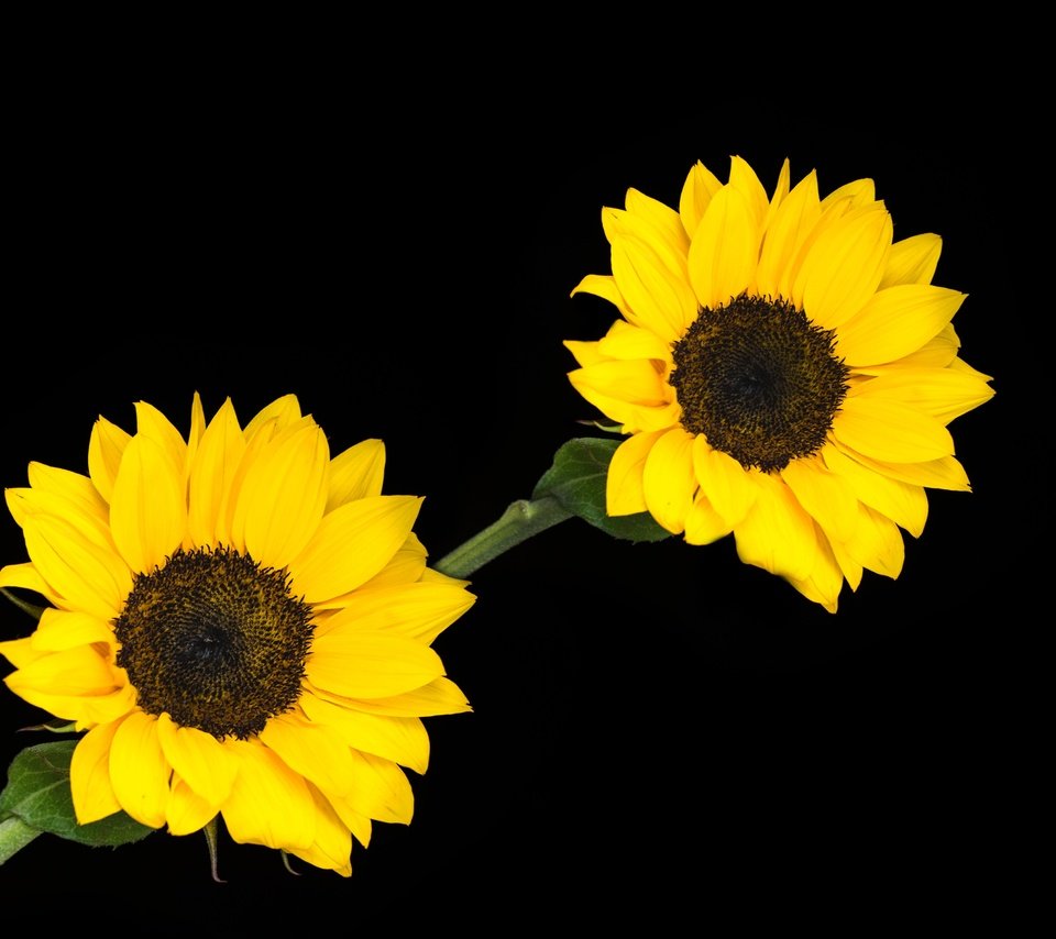Обои цветы, растения, черный фон, подсолнухи, цветущие, flowers, plants, black background, sunflowers, blooming разрешение 4000x3000 Загрузить