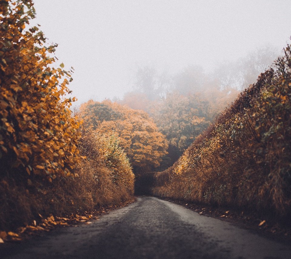 Обои дорога, лес, листья, пейзаж, туман, осень, road, forest, leaves, landscape, fog, autumn разрешение 5469x3646 Загрузить