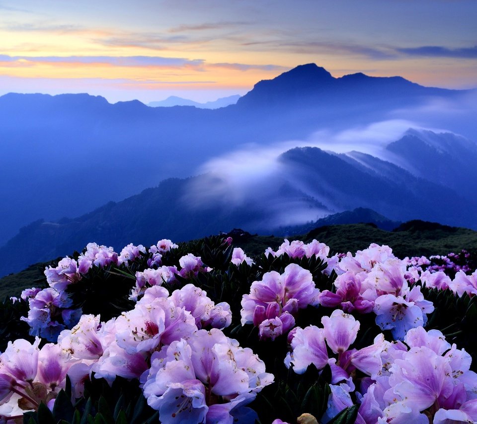 Обои цветы, рододендроны, горы, холмы, туман, кусты, розовые, синева, азалия, flowers, rhododendrons, mountains, hills, fog, the bushes, pink, blue, azalea разрешение 3000x1959 Загрузить