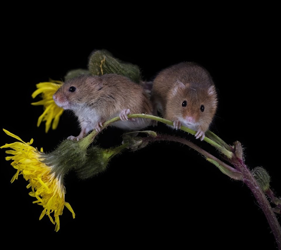 Обои цветы, парочка, черный фон, мышь, мыши, полевка, мышки, мышь-малютка, flowers, a couple, black background, mouse, vole, the mouse is tiny разрешение 3683x2455 Загрузить