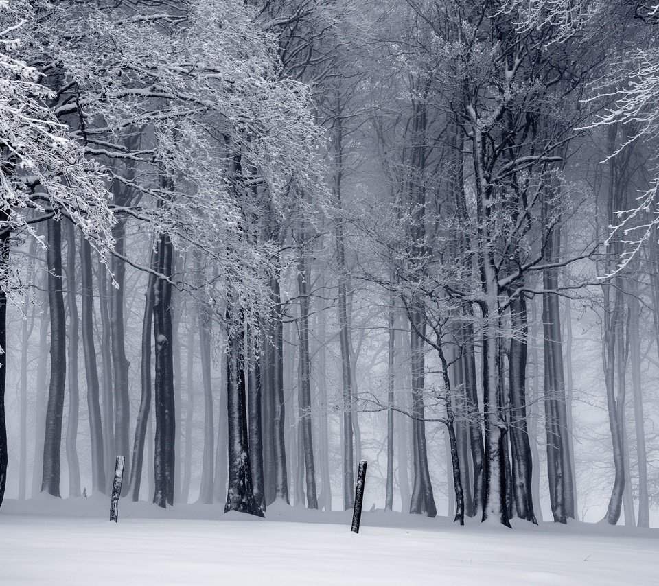 Обои деревья, снег, природа, лес, зима, trees, snow, nature, forest, winter разрешение 3500x2333 Загрузить