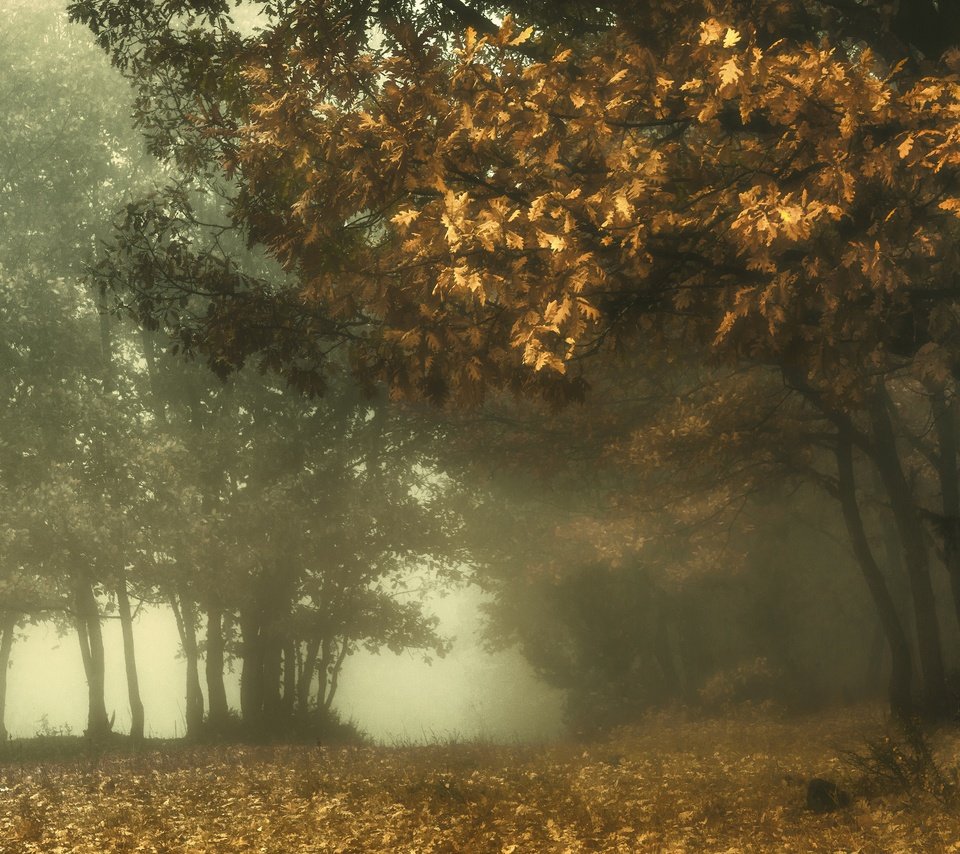 Обои лес, парк, туман, ветви, листва, осень, дуб, forest, park, fog, branch, foliage, autumn, oak разрешение 3840x2160 Загрузить