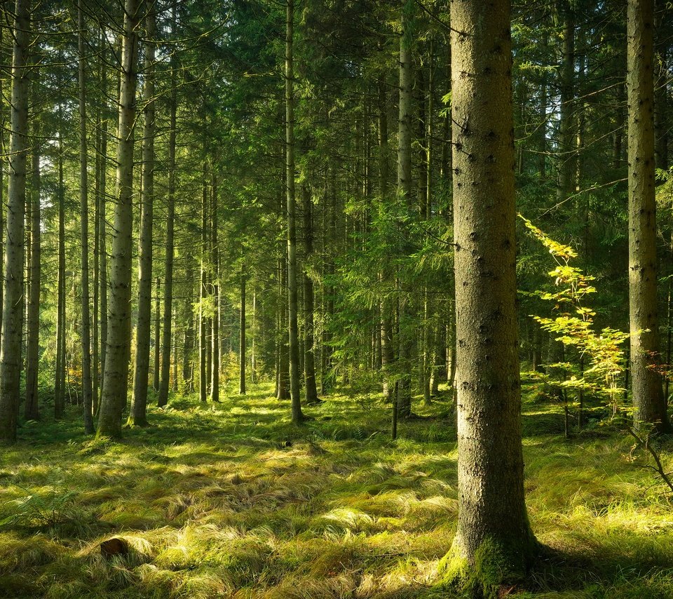 Обои лес, сосны, бор, forest, pine, bor разрешение 3840x2160 Загрузить
