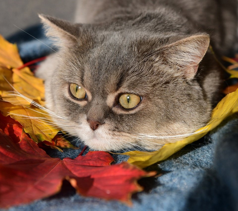 Обои листья, кот, мордочка, кошка, взгляд, leaves, cat, muzzle, look разрешение 2437x1936 Загрузить