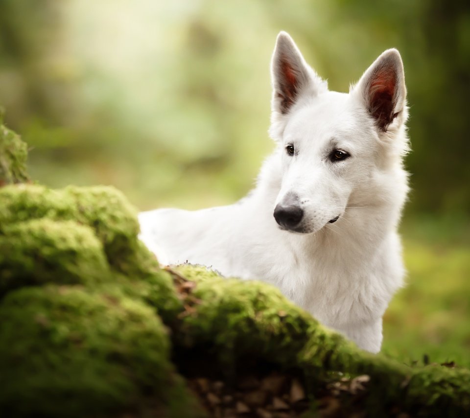 Обои морда, собака, мох, белая швейцарская овчарка, face, dog, moss, the white swiss shepherd dog разрешение 3600x2403 Загрузить