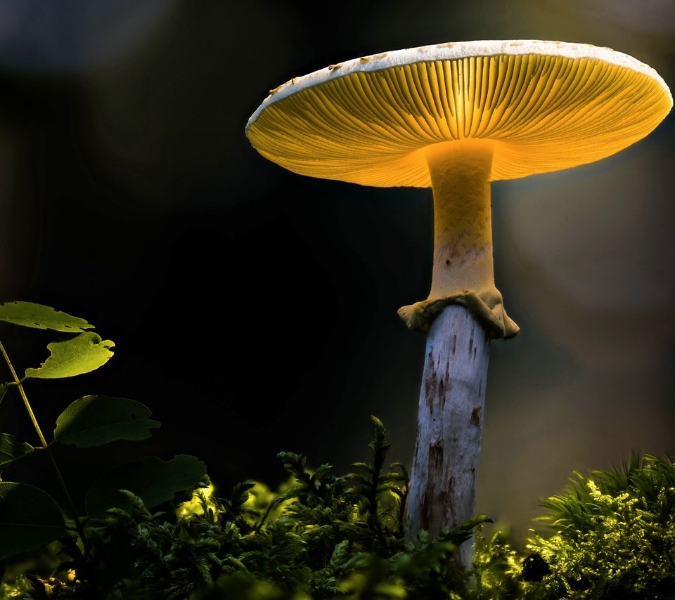 Обои природа, гриб, nature, mushroom разрешение 3840x2160 Загрузить