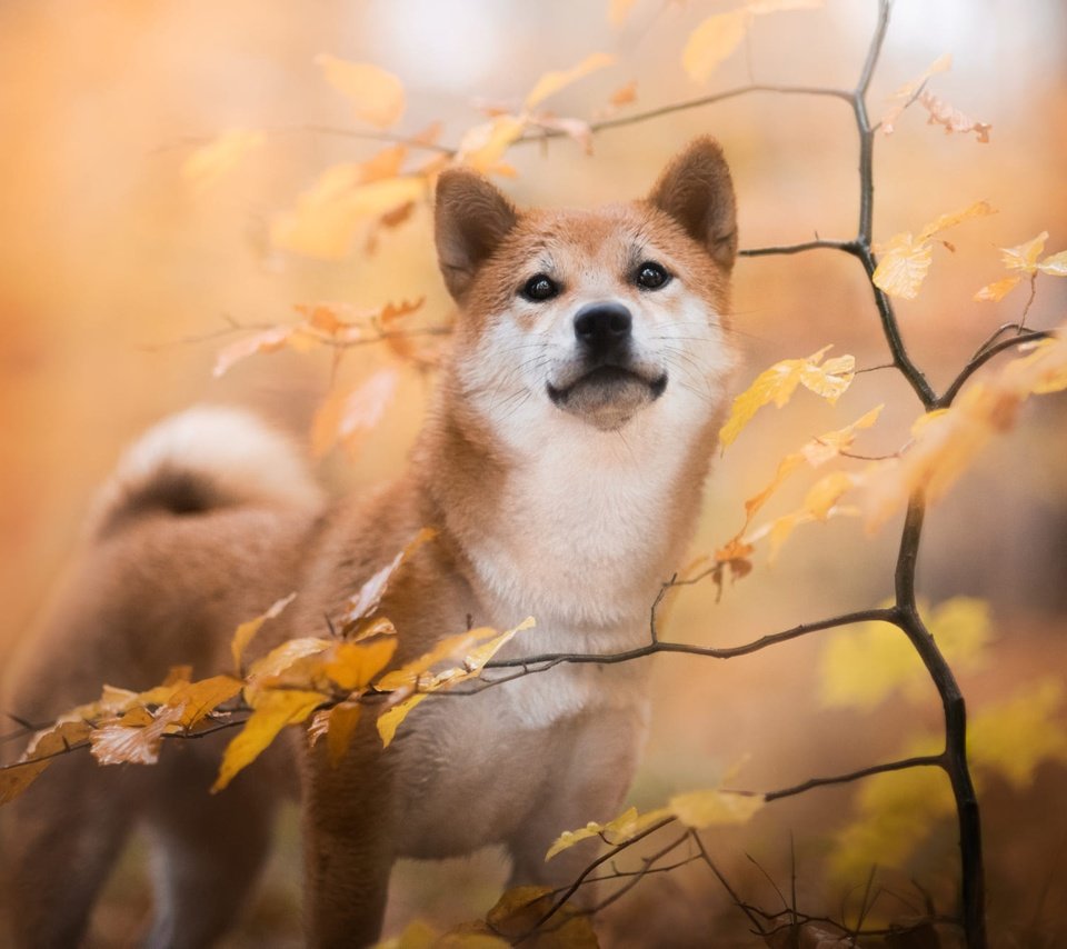 Обои природа, листья, ветки, осень, собака, сиба-ину, nature, leaves, branches, autumn, dog, shiba inu разрешение 2000x1334 Загрузить