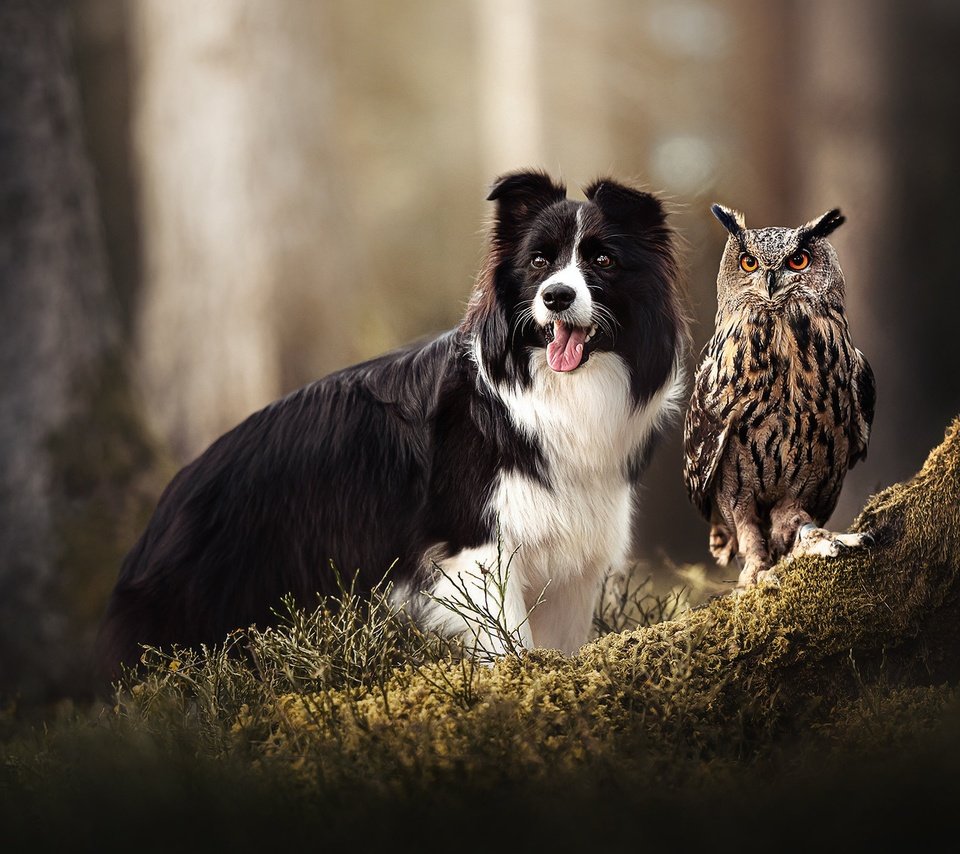 Обои сова, собака, птица, мох, филин, owl, dog, bird, moss разрешение 2048x1365 Загрузить