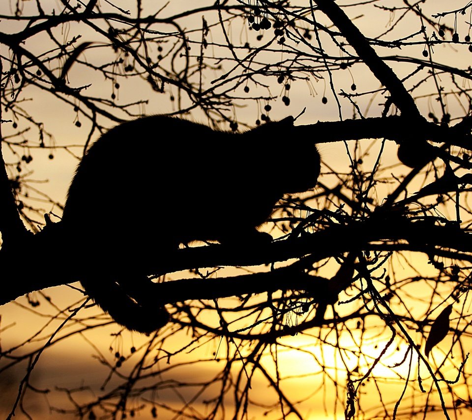 Обои свет, кошка, черный, вечер, силуэт, солнце, на дереве, дерево, закат, поза, кот, ветки, light, black, the evening, silhouette, the sun, on the tree, tree, sunset, pose, cat, branches разрешение 3840x2160 Загрузить