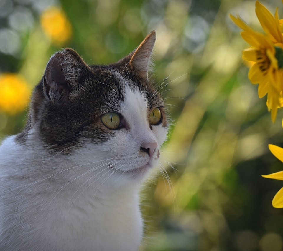 Обои цветы, кот, кошка, взгляд, боке, flowers, cat, look, bokeh разрешение 3840x2160 Загрузить