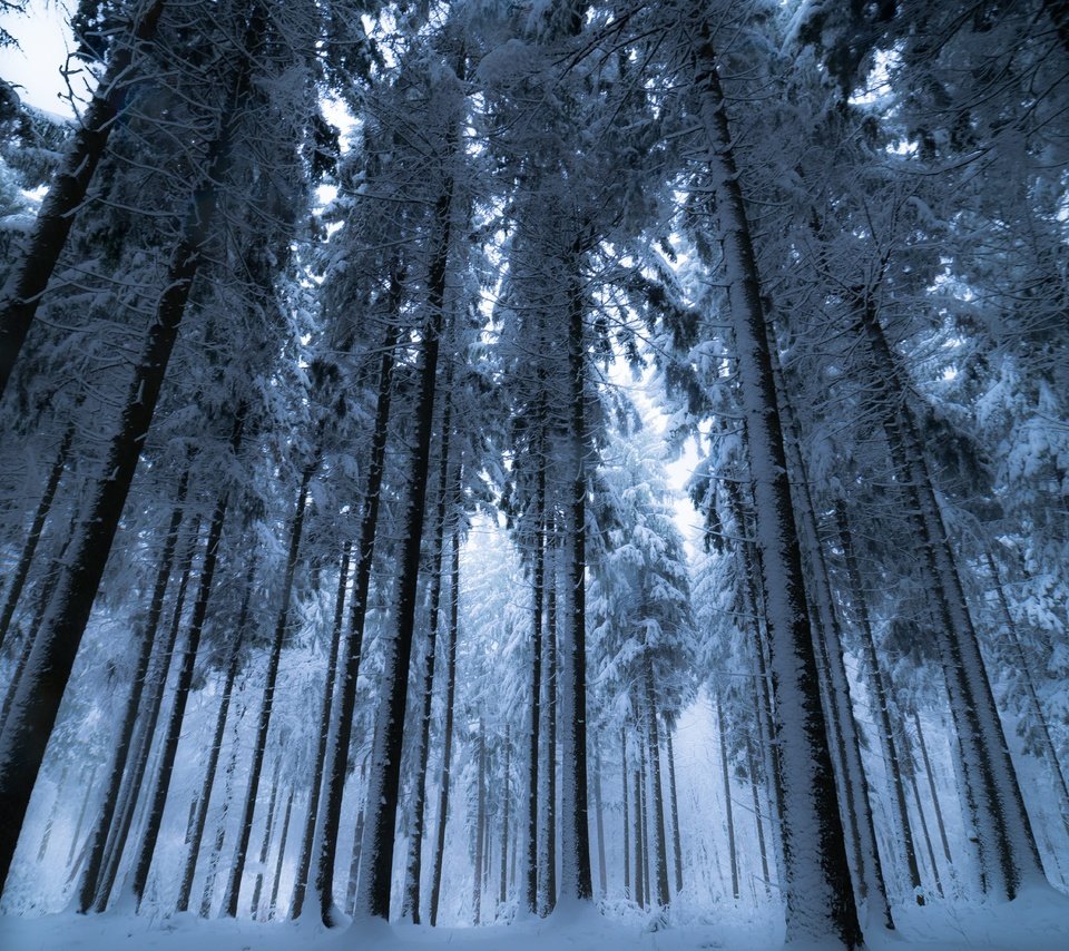 Обои деревья, снег, лес, зима, trees, snow, forest, winter разрешение 6000x4000 Загрузить