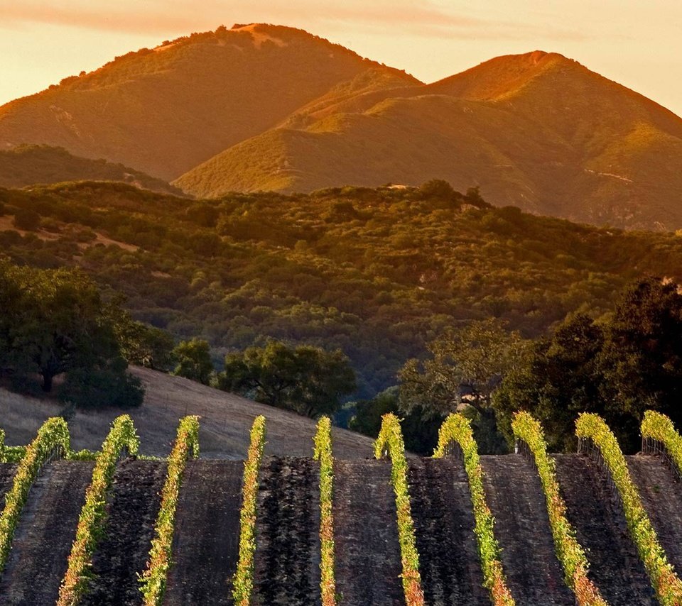 Обои горы, сша, калифорния, виноградник, mountains, usa, ca, vineyard разрешение 1920x1080 Загрузить