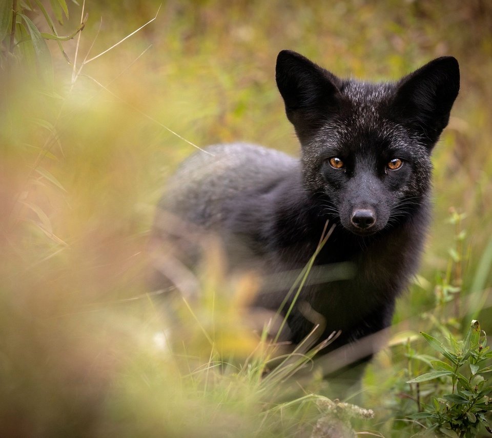 Обои морда, взгляд, лиса, чернобурая лисица, face, look, fox, silver fox разрешение 2048x1365 Загрузить