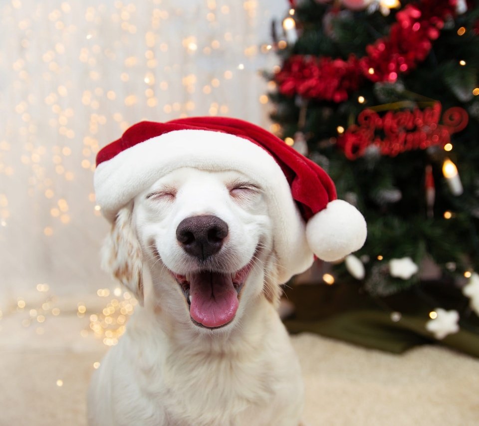 Обои новый год, взгляд, собака, щенок, мордашка, рождество, новогодние украшения, new year, look, dog, puppy, face, christmas, christmas decorations разрешение 2000x1333 Загрузить