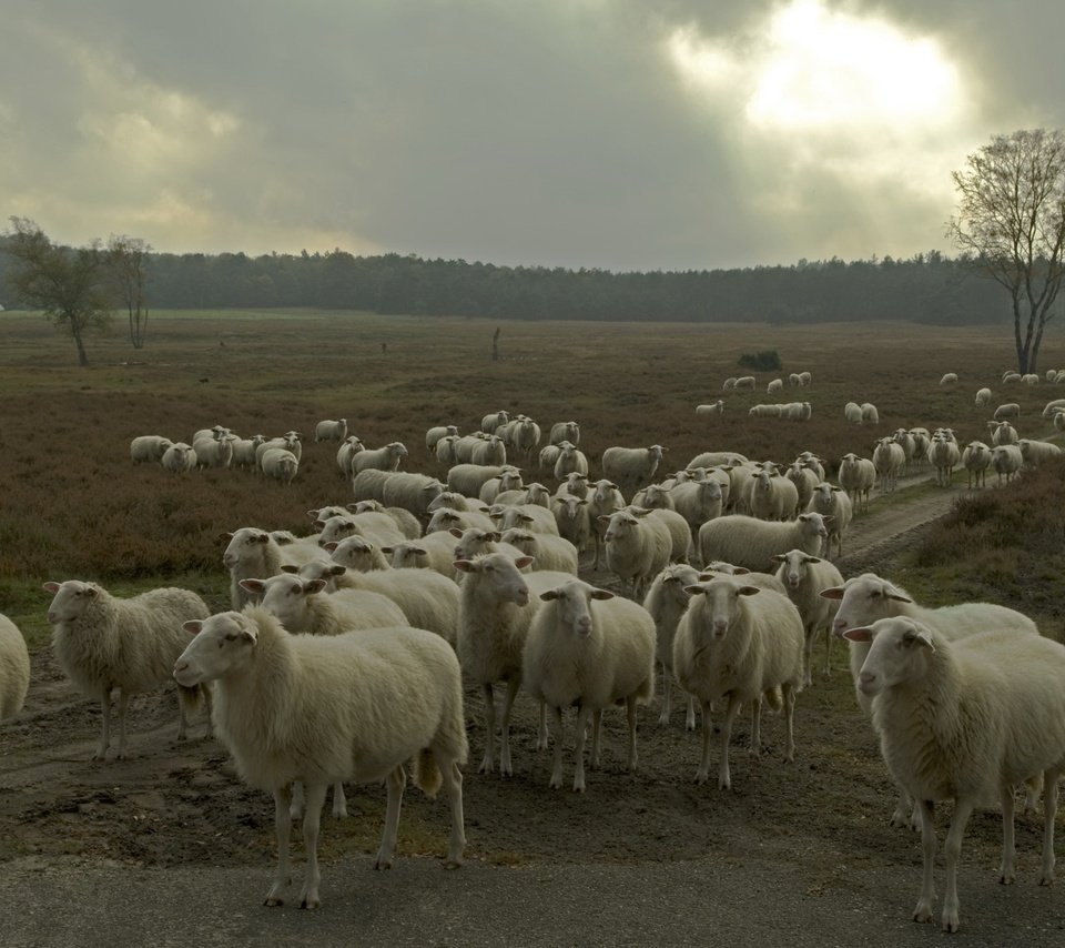 Обои природа, овцы, стадо, nature, sheep, the herd разрешение 2047x1356 Загрузить