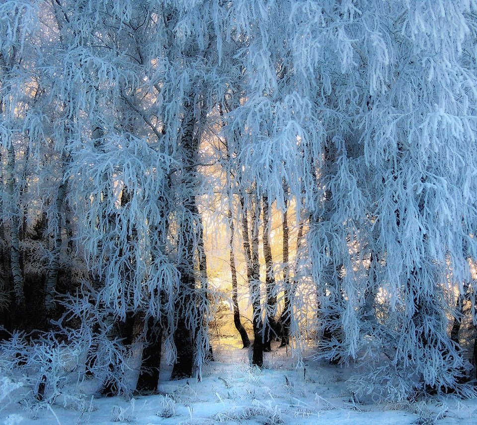 Обои свет, деревья, снег, природа, лес, зима, иней, light, trees, snow, nature, forest, winter, frost разрешение 2880x1620 Загрузить