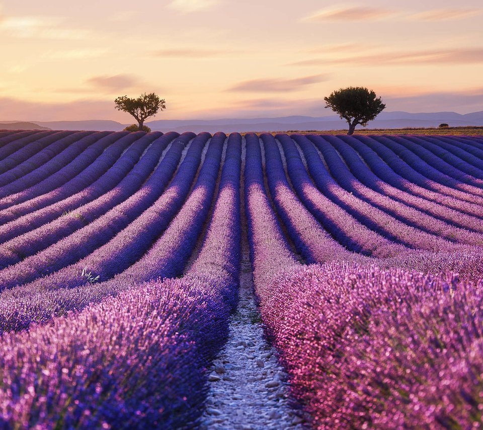 Обои цветы, поле, лаванда, горизонт, франция, прованс, flowers, field, lavender, horizon, france, provence разрешение 2000x1333 Загрузить