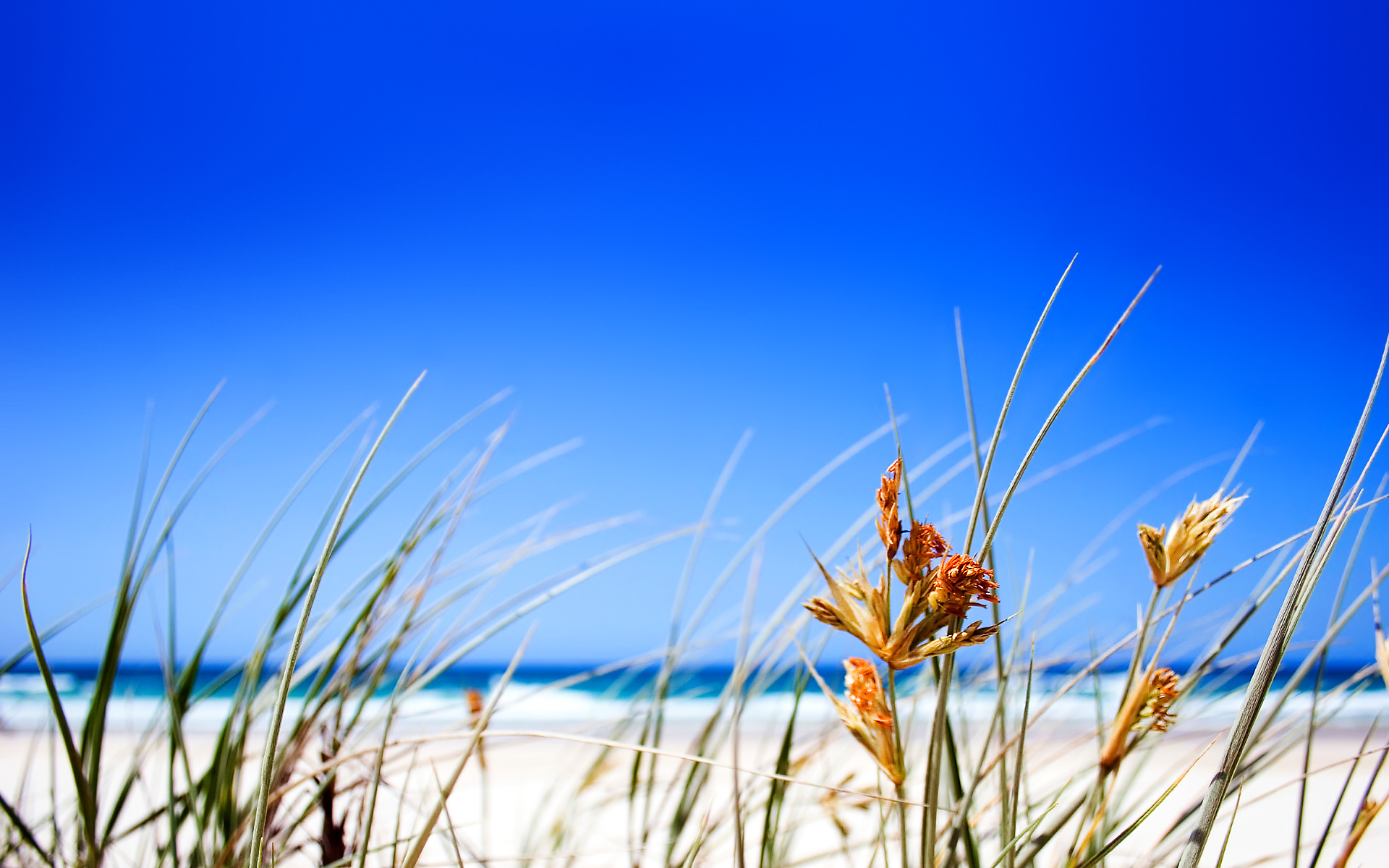 Обои трава, пляж, горизонт, grass, beach, horizon разрешение 1920x1200 Загрузить