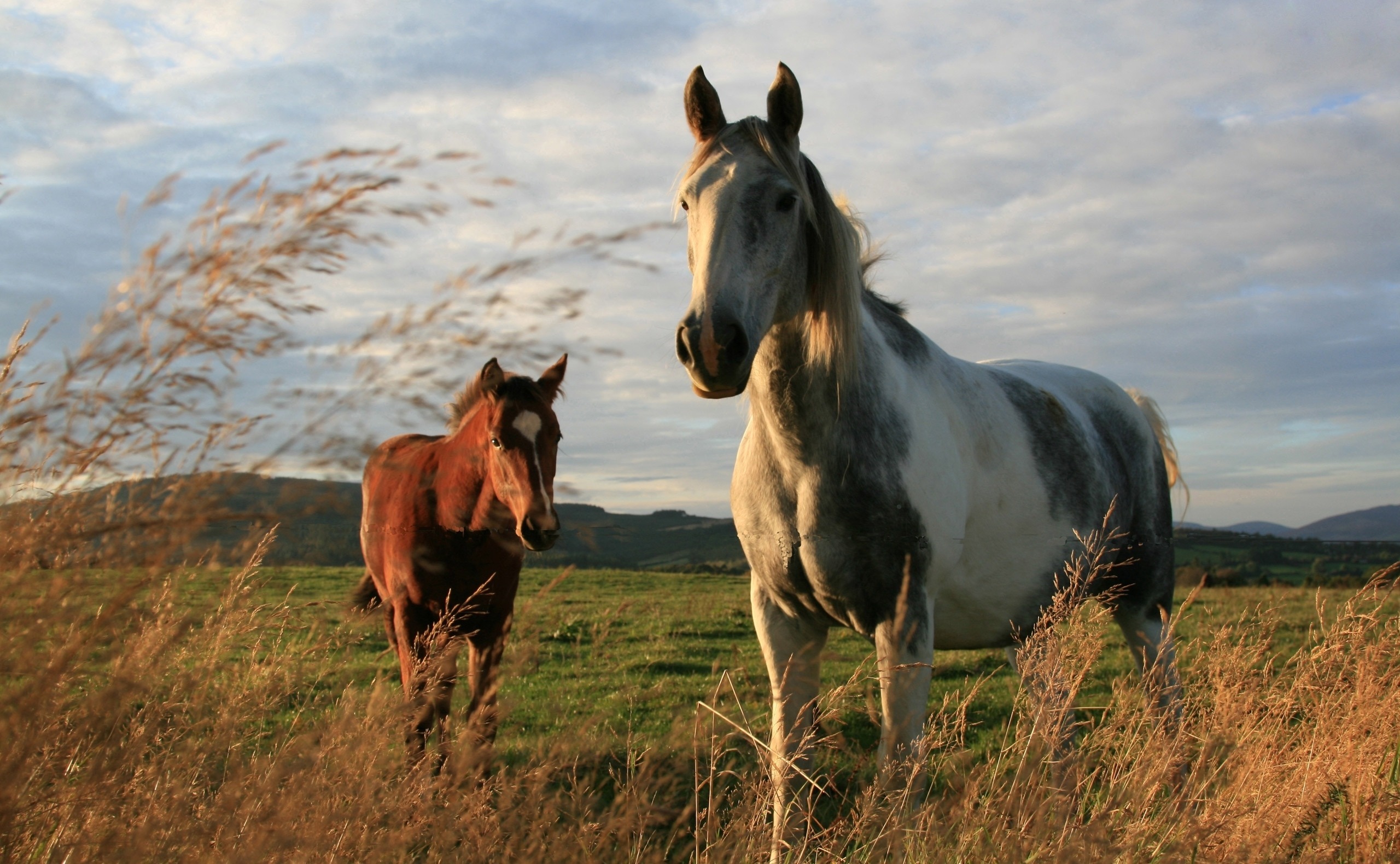 Обои природа, поле, лошади, кони, порода, окрас, nature, field, horse, horses, breed, color разрешение 2560x1579 Загрузить
