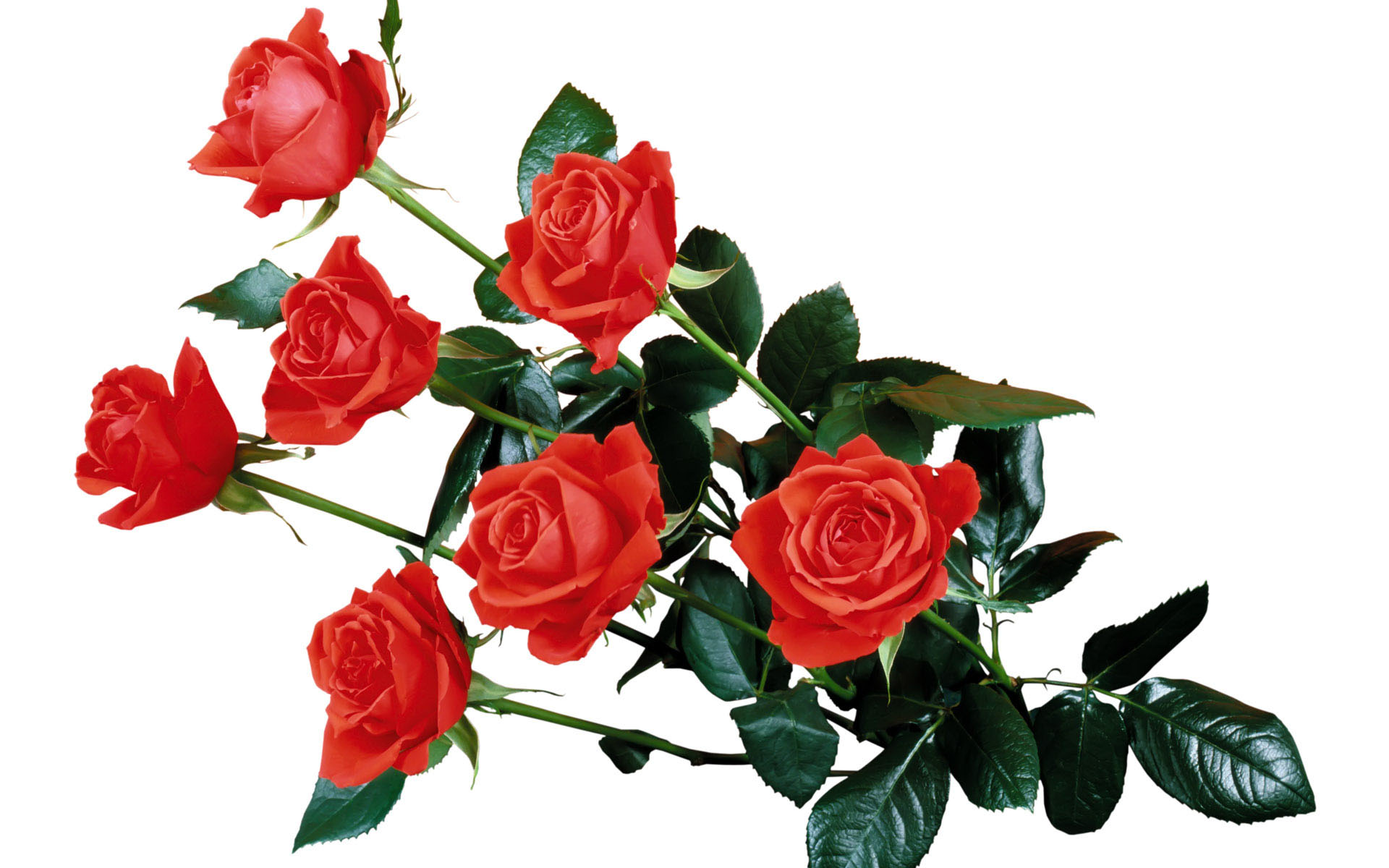 Обои ветка, роза, лепестки, бутон, листочки, букет, стебель, красная роза, branch, rose, petals, bud, leaves, bouquet, stem, red rose разрешение 1920x1200 Загрузить