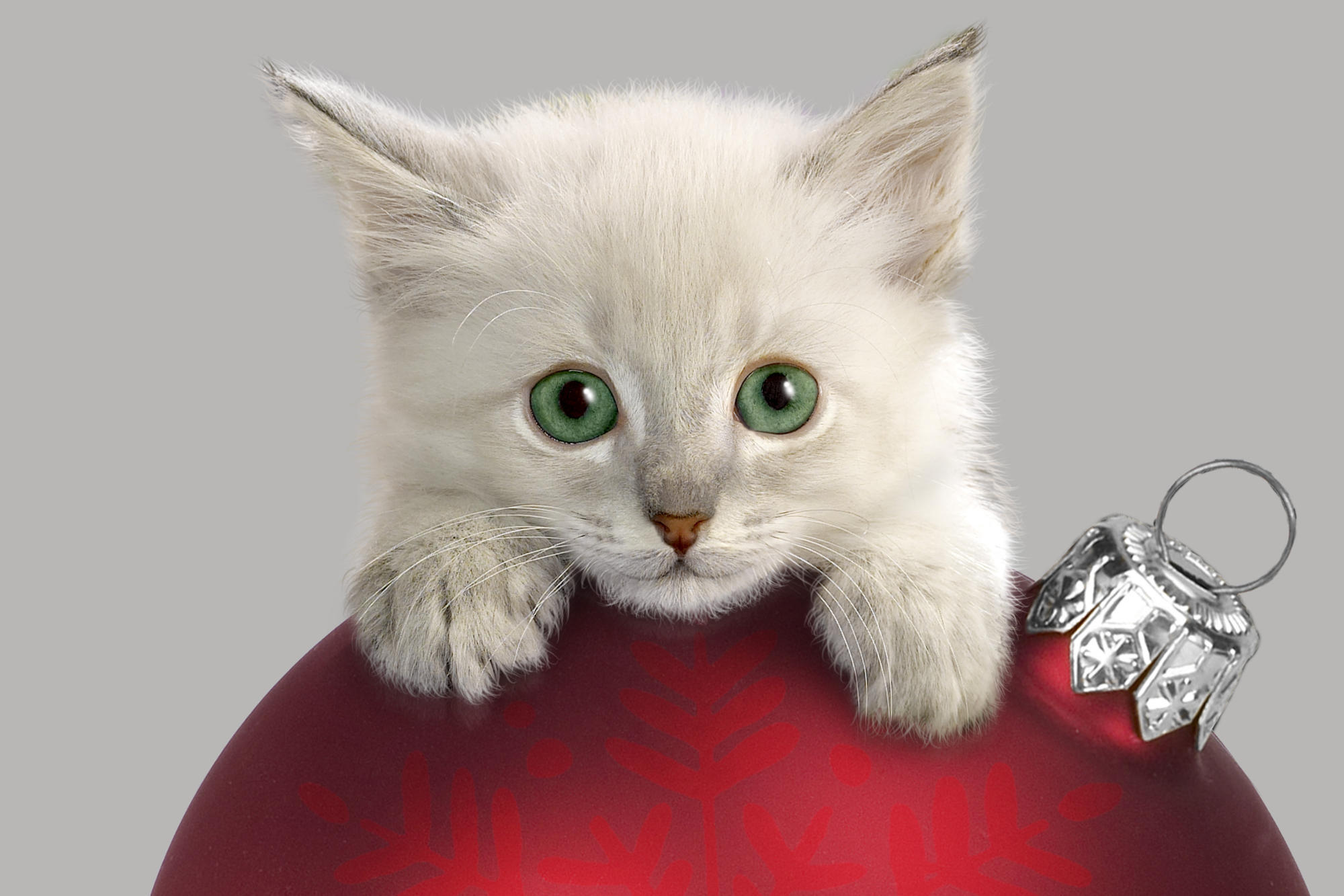 Обои украшения, котенок, шар, decoration, kitty, ball разрешение 2000x1333 Загрузить