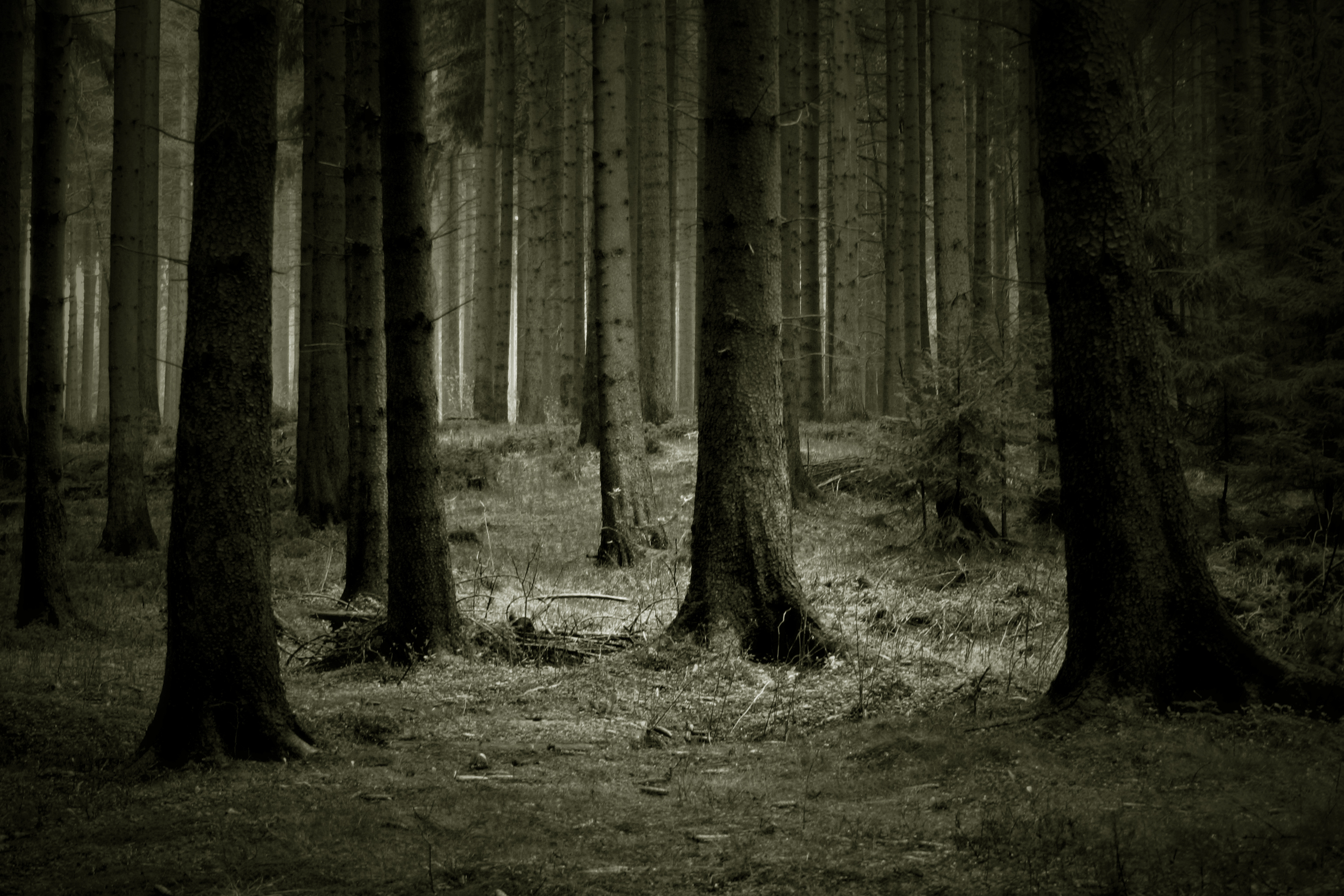Обои деревья, лес, темный фон, trees, forest, the dark background разрешение 3072x2048 Загрузить