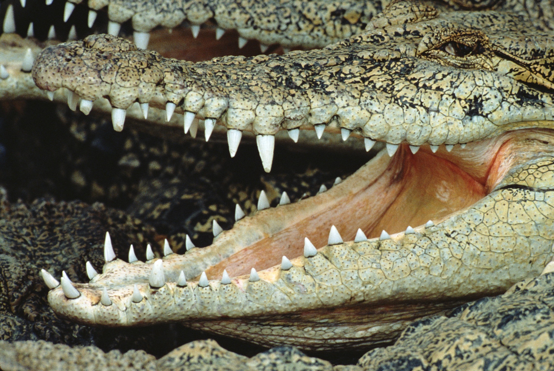 Обои зубы, крокодил, пасть, teeth, crocodile, mouth разрешение 2295x1536 Загрузить