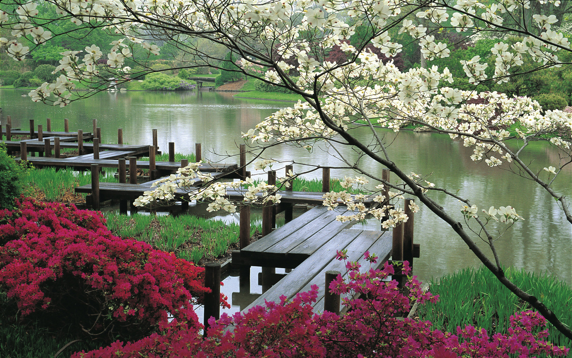 Обои цветы, вода, япония, сад, мостки, flowers, water, japan, garden, bridges разрешение 1920x1200 Загрузить
