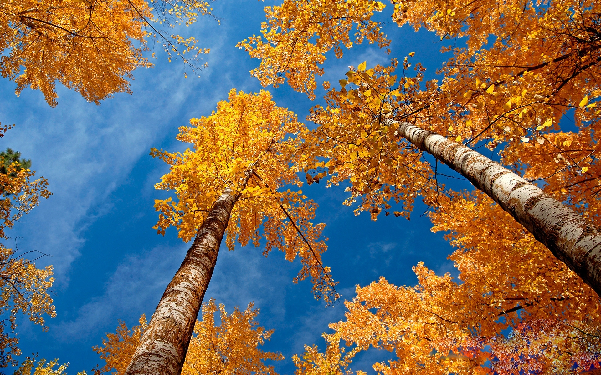 Обои небо, деревья, березы, осень, желтые листья, крона, вид снизу, the sky, trees, birch, autumn, yellow leaves, crown, bottom view разрешение 1920x1200 Загрузить