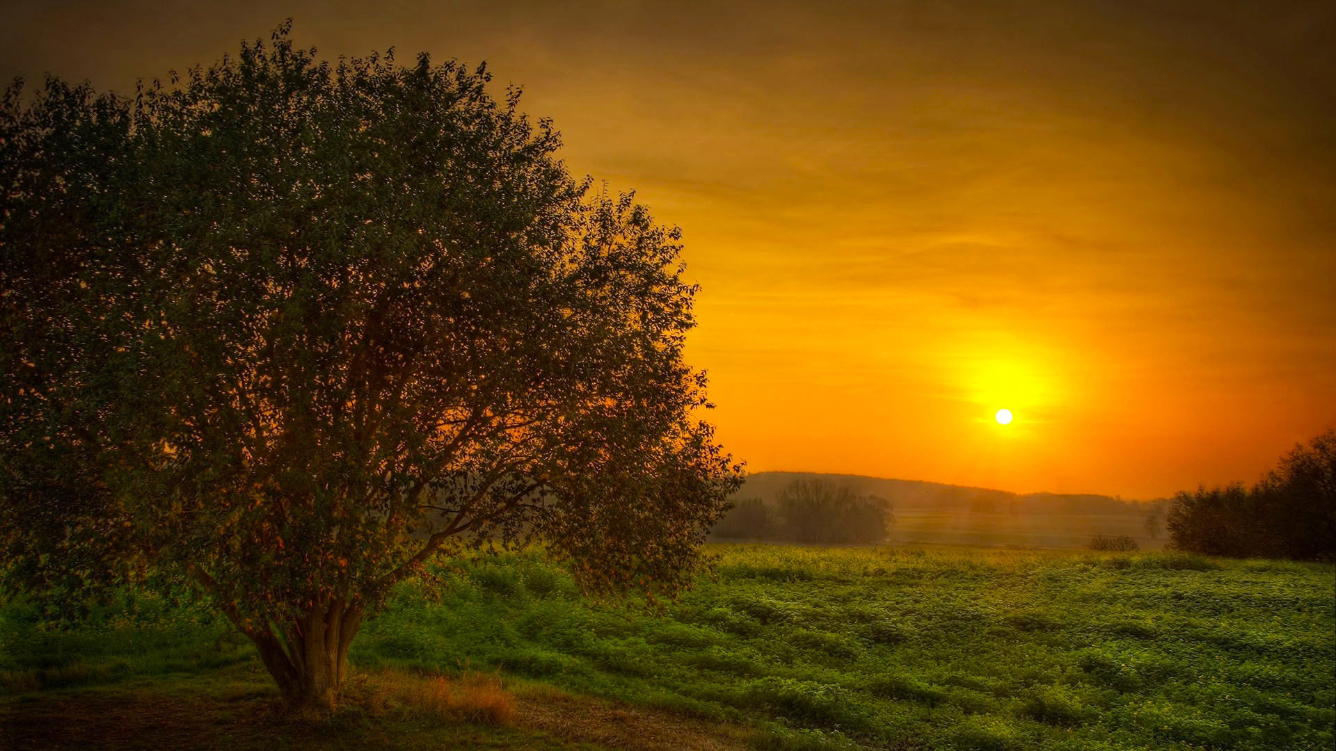 Обои небо, солнце, дерево, закат, поле, красота, the sky, the sun, tree, sunset, field, beauty разрешение 1920x1080 Загрузить