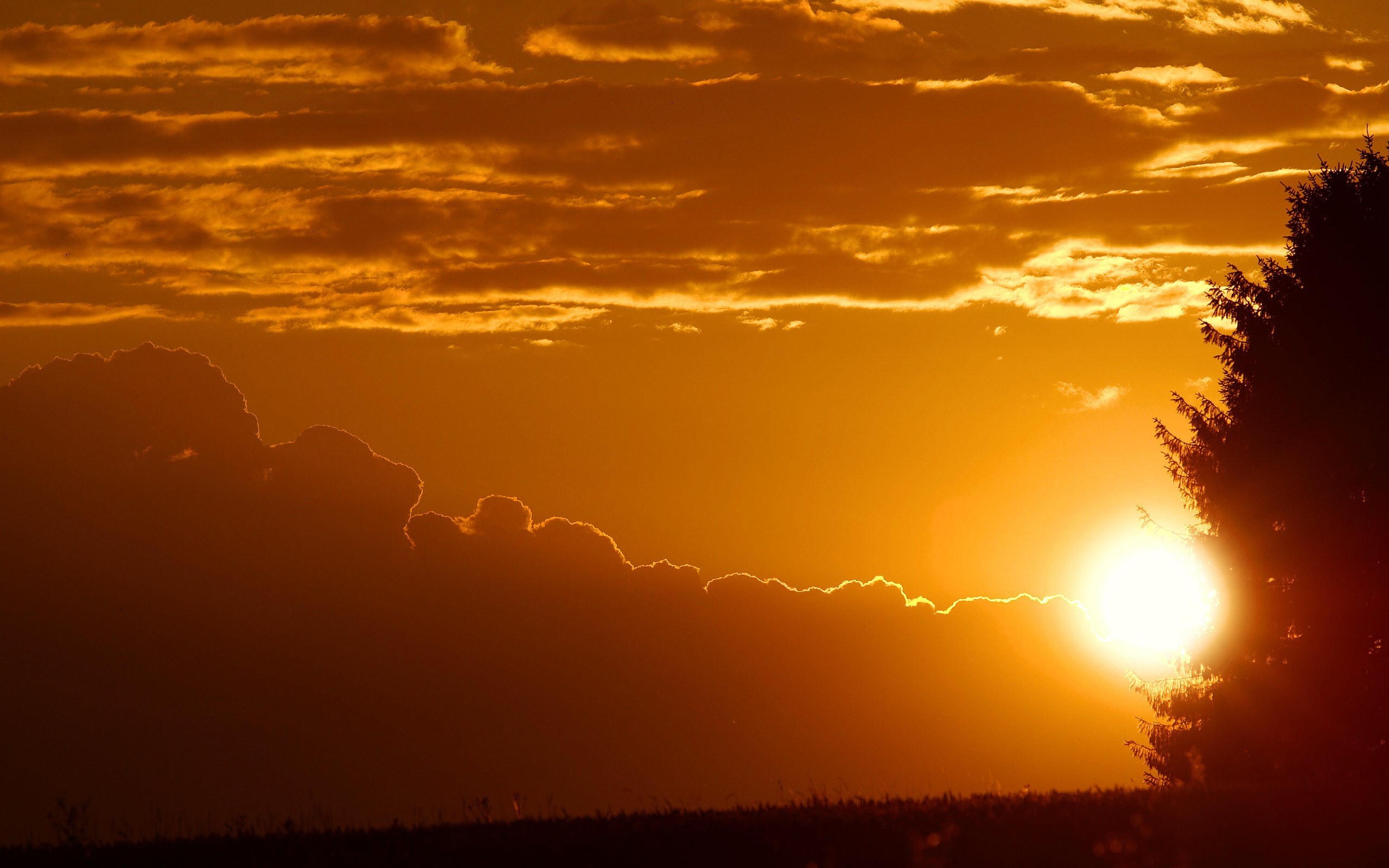 Обои небо, облака, деревья, закат, the sky, clouds, trees, sunset разрешение 2560x1600 Загрузить