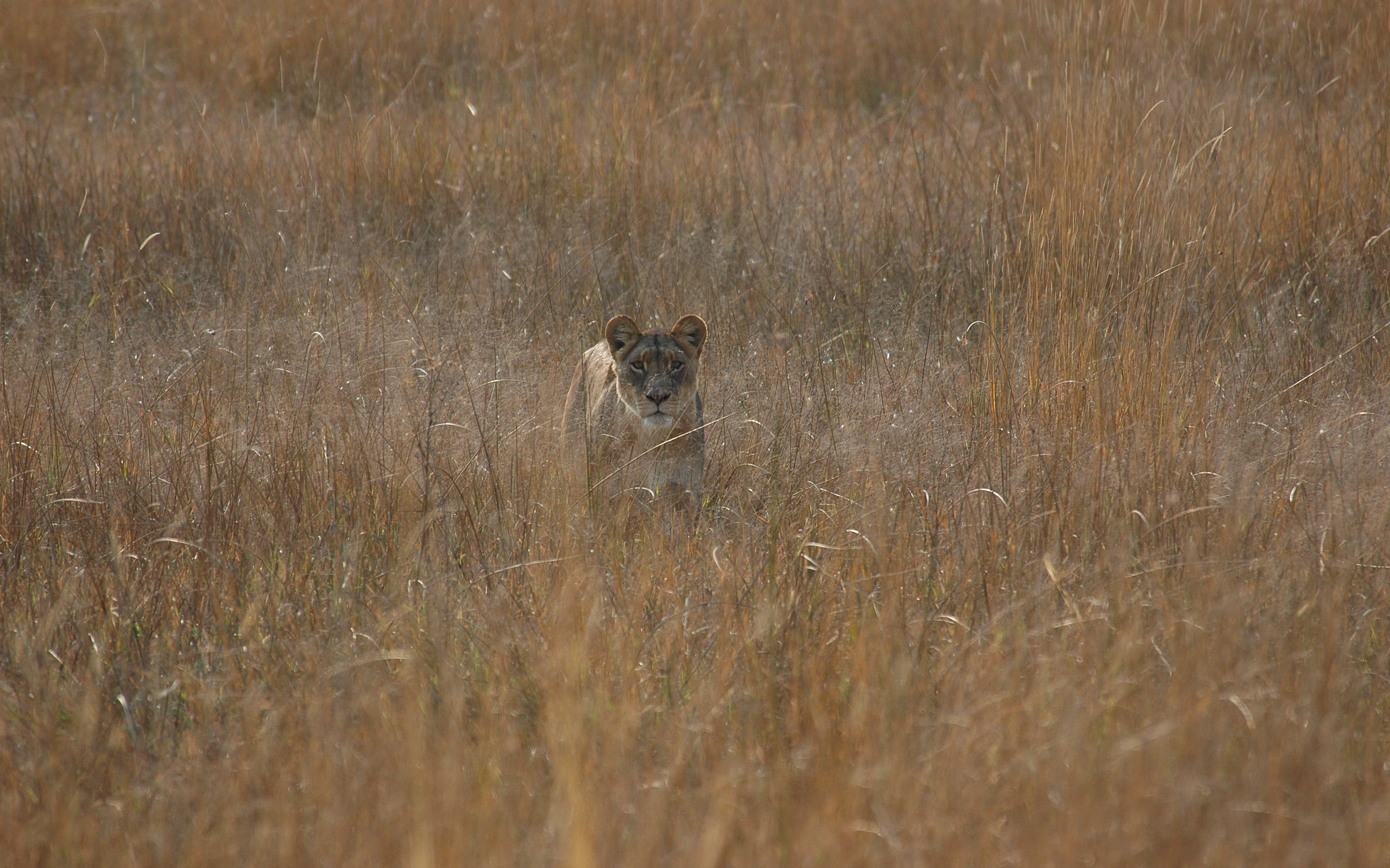 Обои охота, львица, hunting, lioness разрешение 2560x1600 Загрузить