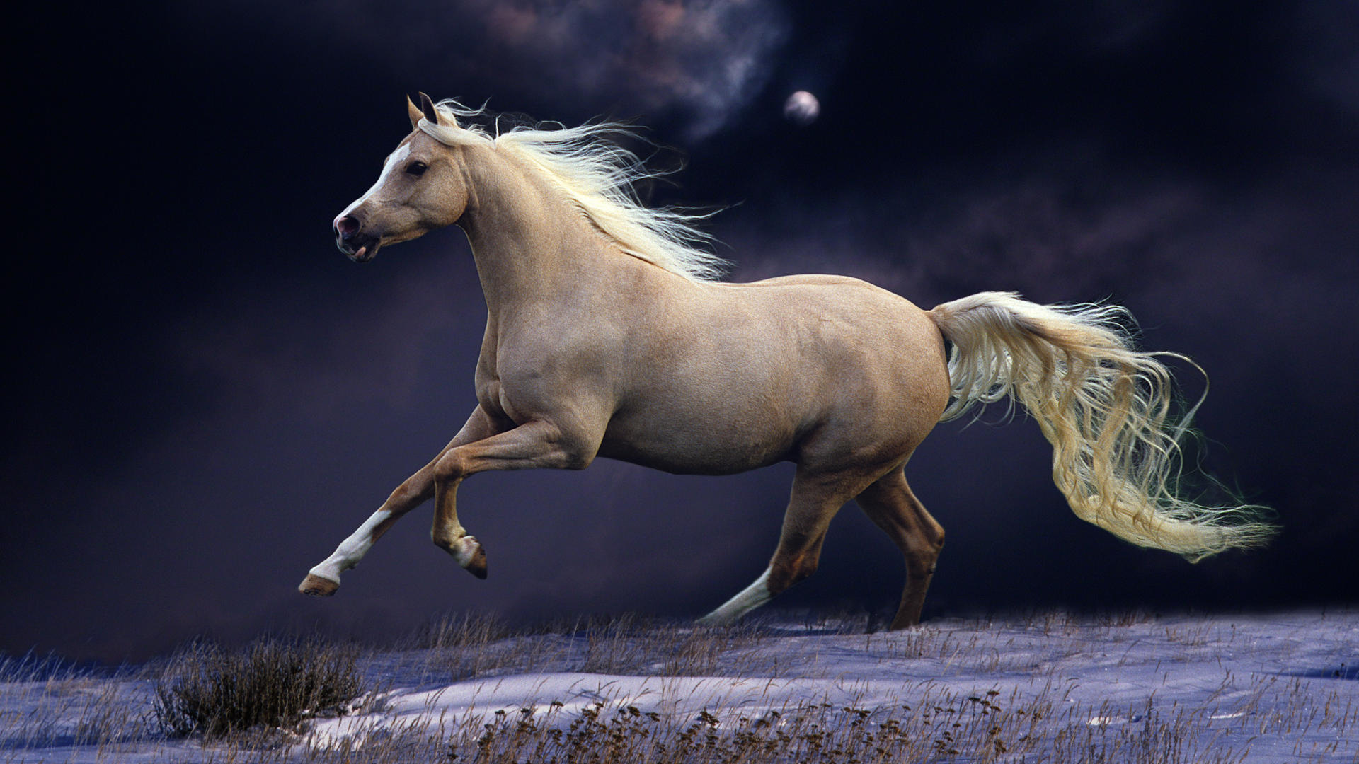Обои лошадь, ночь, луна, белый, конь, голоп, horse, night, the moon, white, the golop разрешение 1920x1080 Загрузить