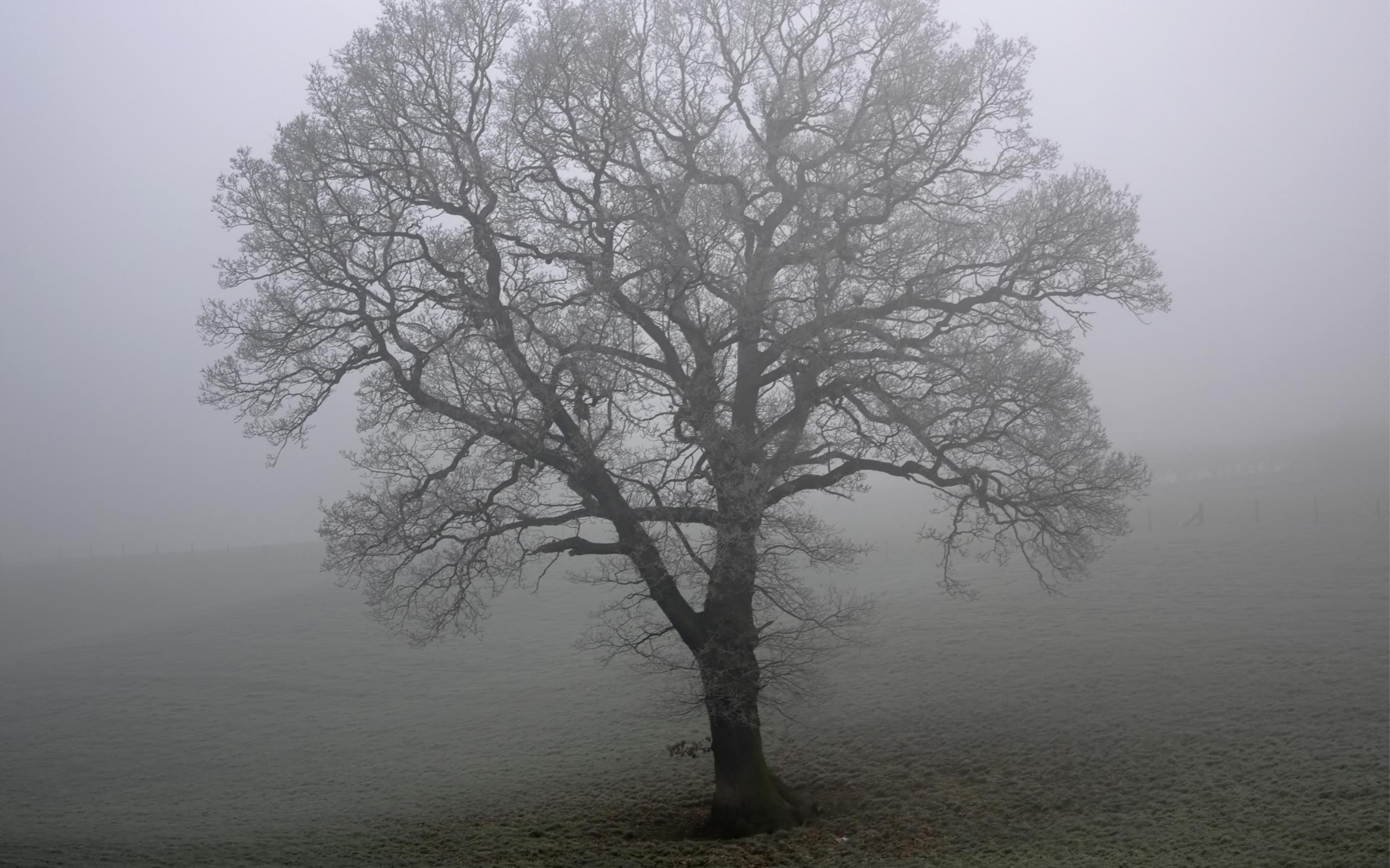 Обои дерево, туман, поле, tree, fog, field разрешение 2560x1600 Загрузить