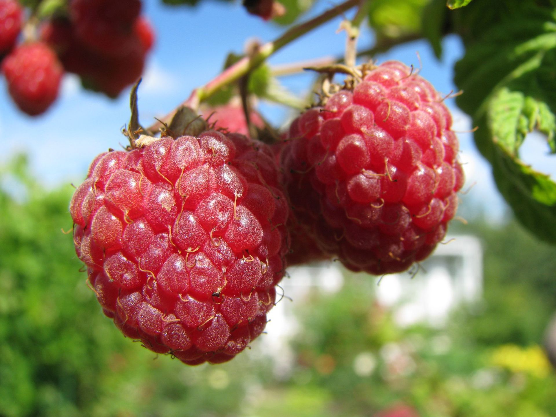 Обои ветка, малина, ягоды, branch, raspberry, berries разрешение 1920x1440 Загрузить