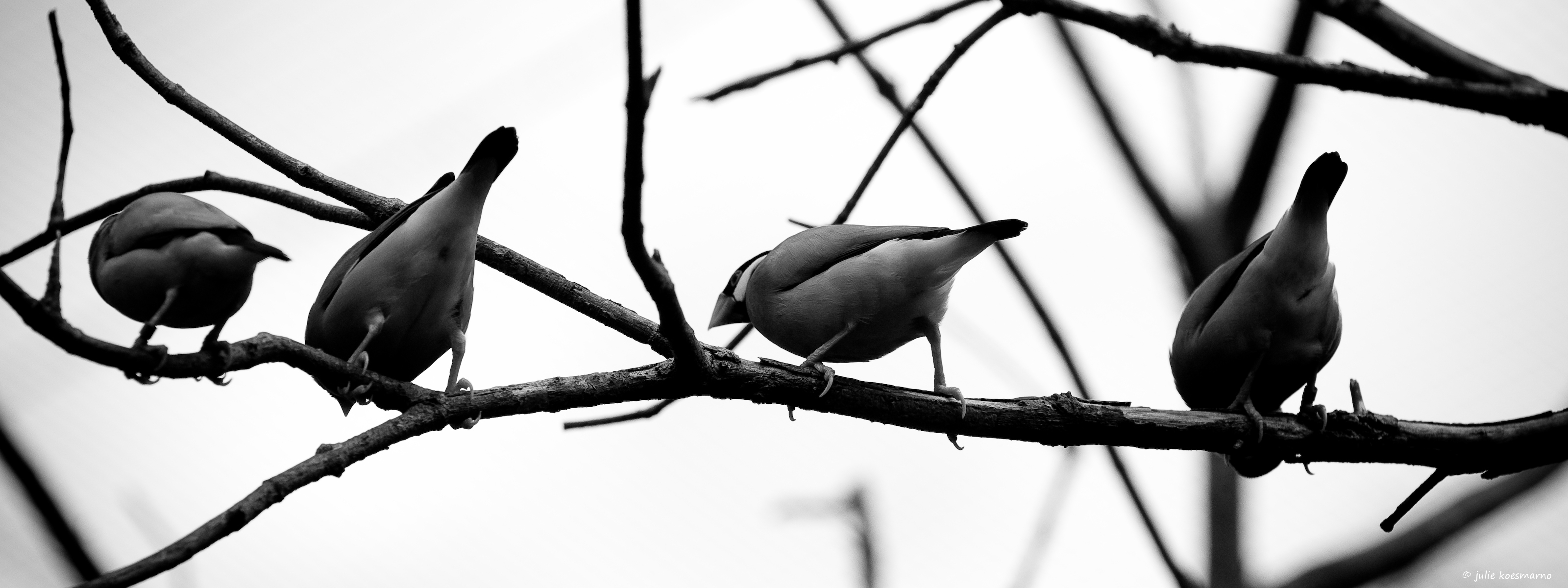 Обои ветка, чёрно-белое, серый, птицы, branch, black and white, grey, birds разрешение 3200x1200 Загрузить