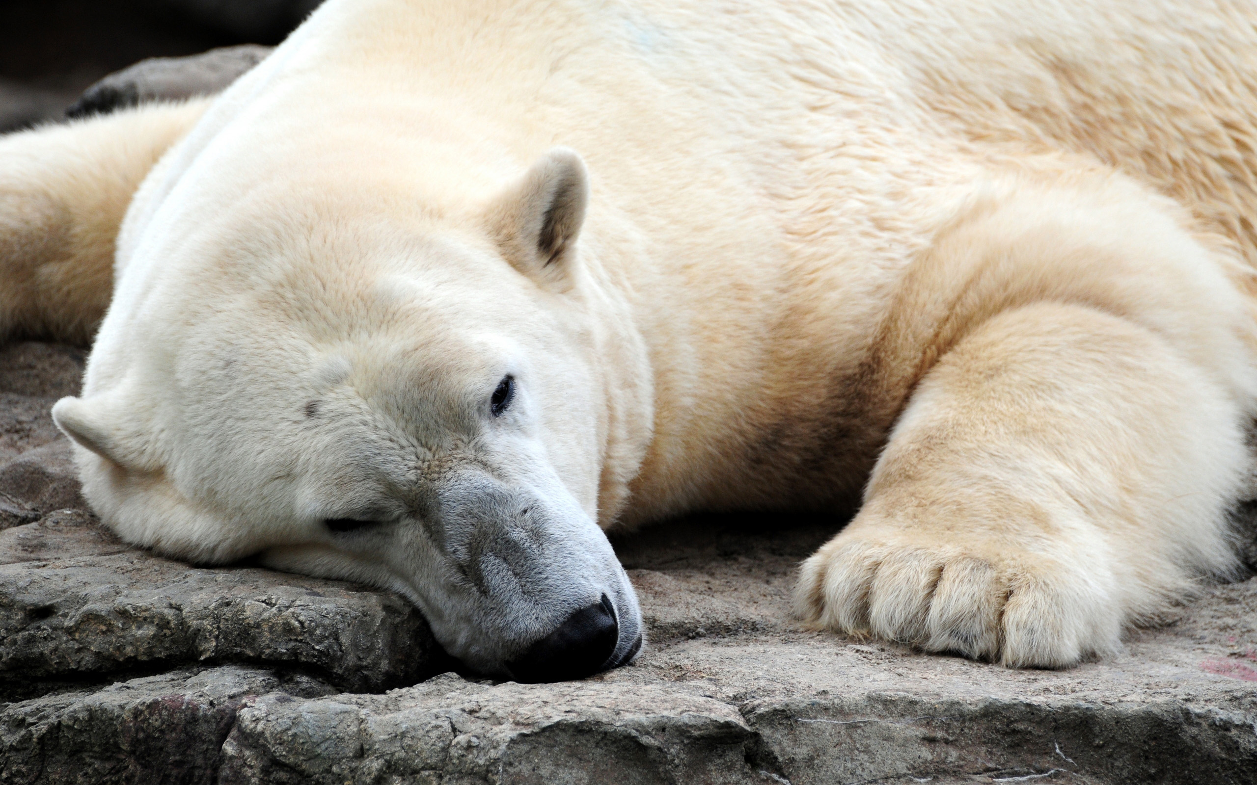 Обои медведь, белый медведь, bear, polar bear разрешение 2560x1600 Загрузить