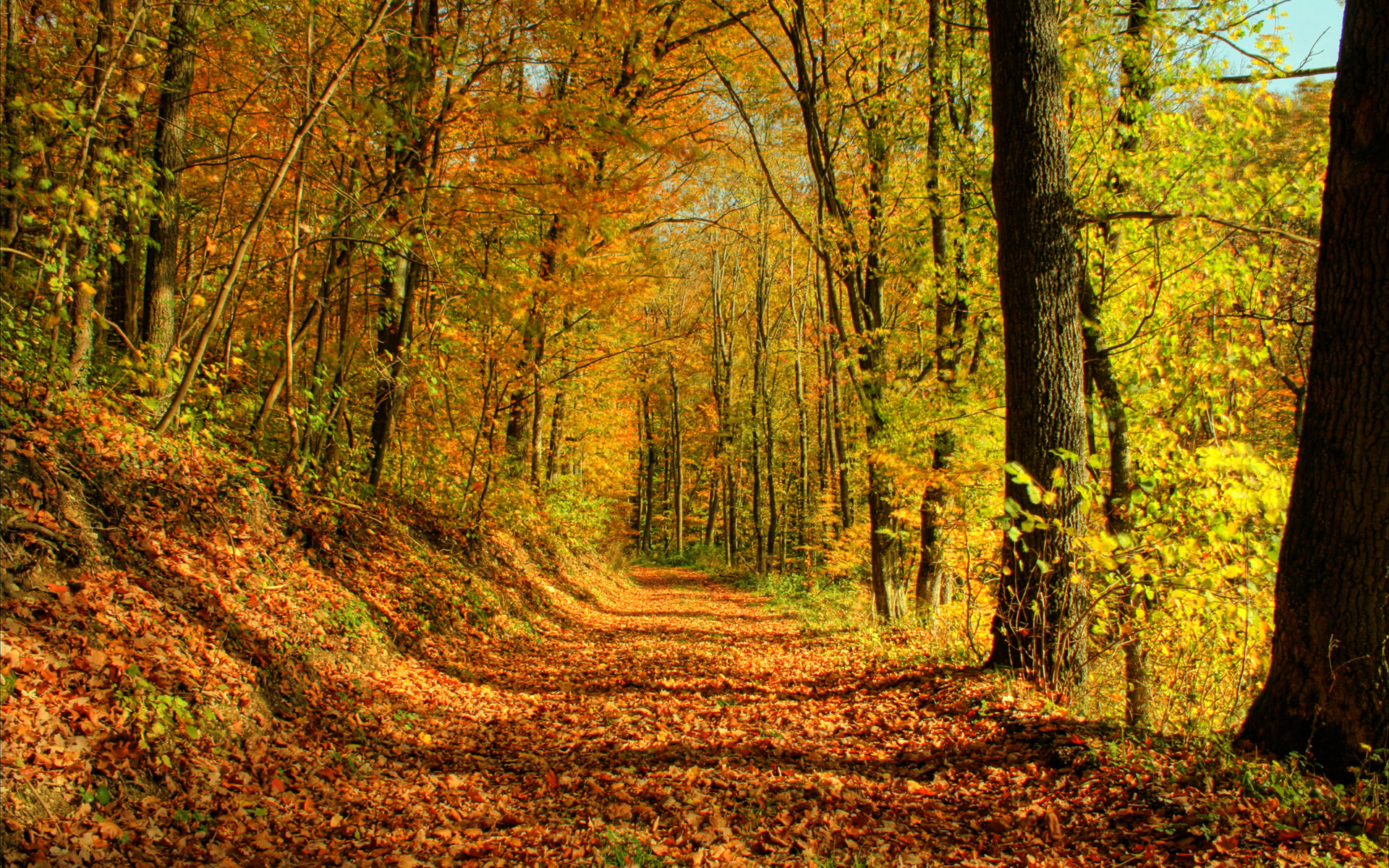 Обои деревья, солнце, лес, листья, листва, осень, тропа, trees, the sun, forest, leaves, foliage, autumn, trail разрешение 1920x1200 Загрузить