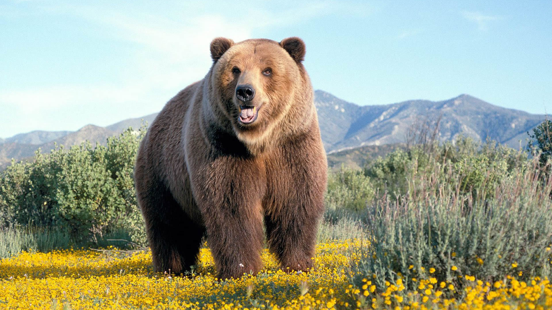 Обои горы, природа, медведь, гризли, mountains, nature, bear, grizzly разрешение 1920x1080 Загрузить