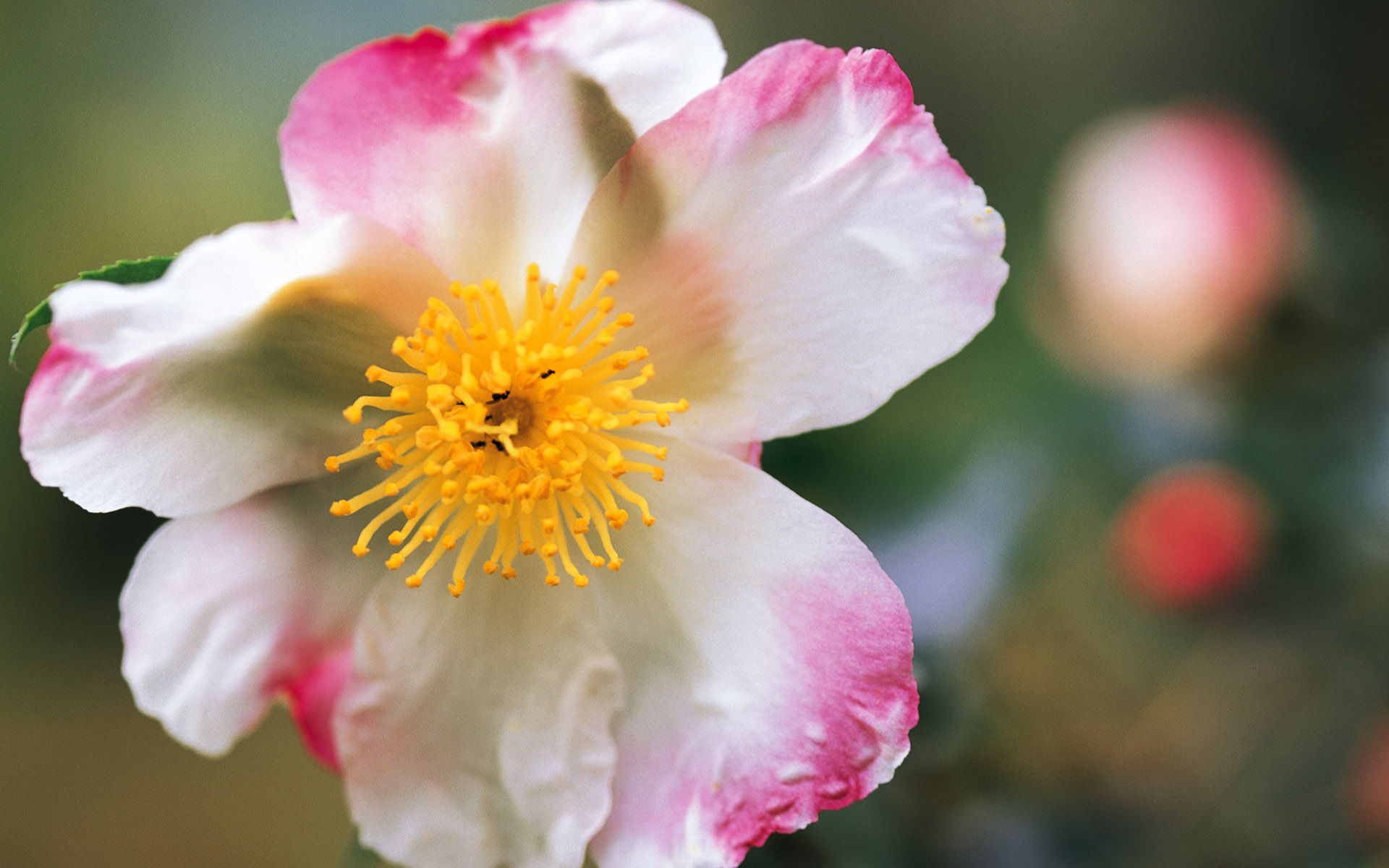Обои цветок, лепестки, камелия, крупным планом, flower, petals, camellia, closeup разрешение 1920x1200 Загрузить